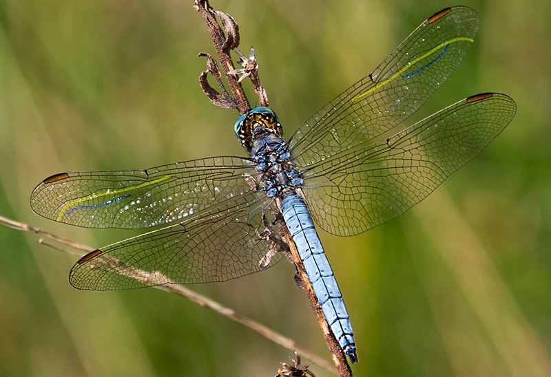 Orthetrum-coerulescens_-maschio-(18).jpg.8578464a7afebfc3b1df65fccea2f81c.jpg