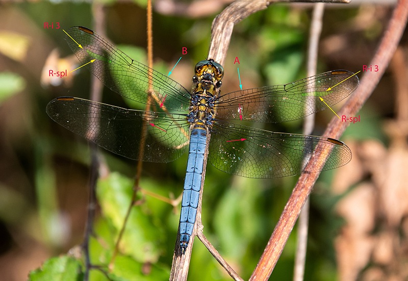 Orthetrum-coerulescens_-maschio-(19).jpg.399b5587e756d61a5e55d755f1039b57.jpg