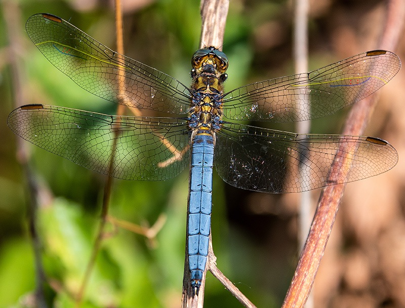 Orthetrum-coerulescens_-maschio-(20).jpg.5a66350583f923360c1dbed9c3681db6.jpg