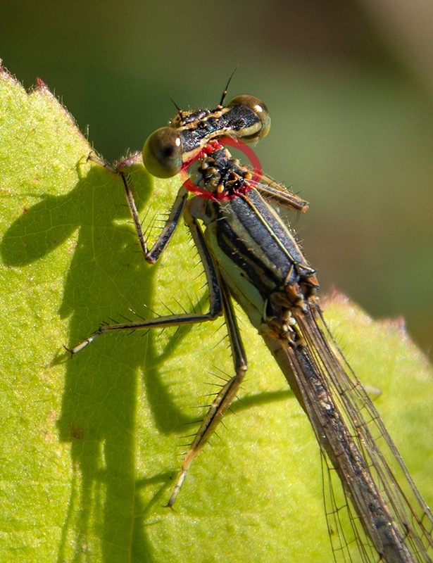 Platycnemis-pennipes_-femmina-(59).jpg.ffa35579b2e2bffd00108035f664c169.jpg