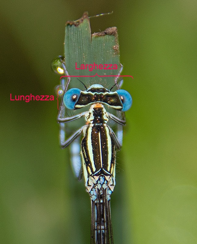 Platycnemis-pennipes_-maschio-(23).jpg.5d44a22060206088e32a9632b69f0066.jpg