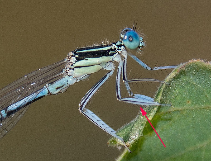 Platycnemis-pennipes_-maschio-(32).jpg.55786075410721bd027ab08fb4d86de9.jpg