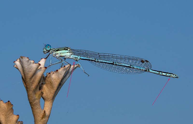 Platycnemis-pennipes_-maschio-(53).jpg.b31da3fc5da64e7f984d595c090fc7f4.jpg