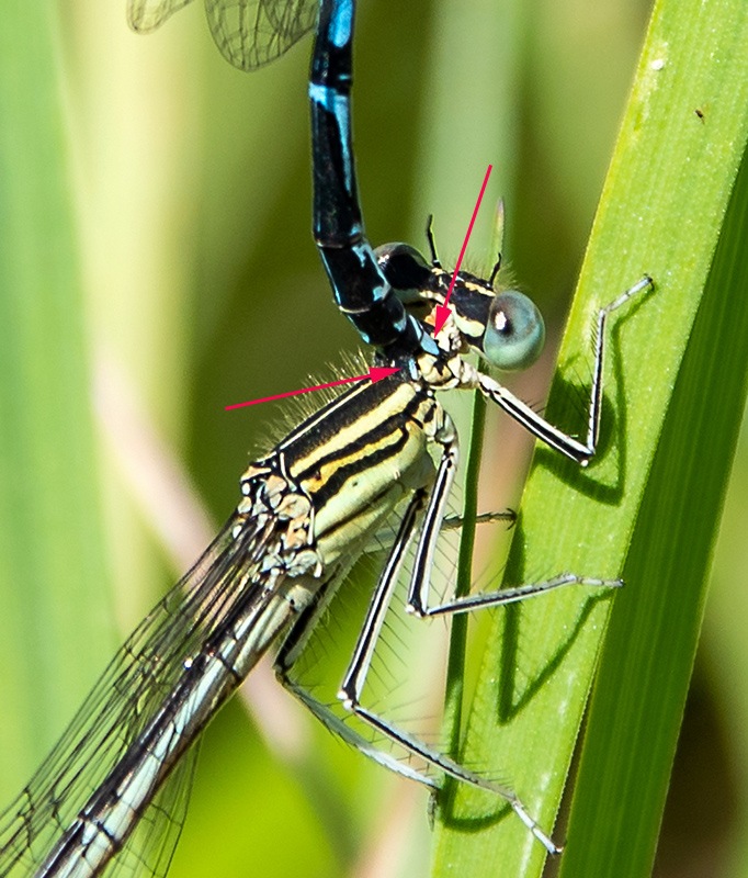 Platycnemis-pennipes_-tandem-(8).jpg.3e9cbe9e98addf981a3c4da592391bf1.jpg