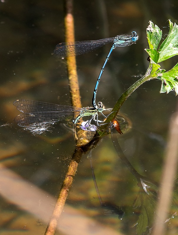 Platycnemis-pennipes_-tandem-in-ovideposizione-(18).jpg.8b8df15745d57b98b2f4d15a3e8846b2.jpg