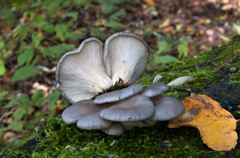 Pleurotus-ostreatus-5319_23_2023.jpg