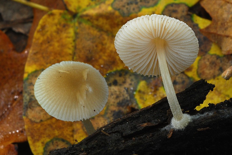 Pluteus-semibulbosus-01-3.jpg