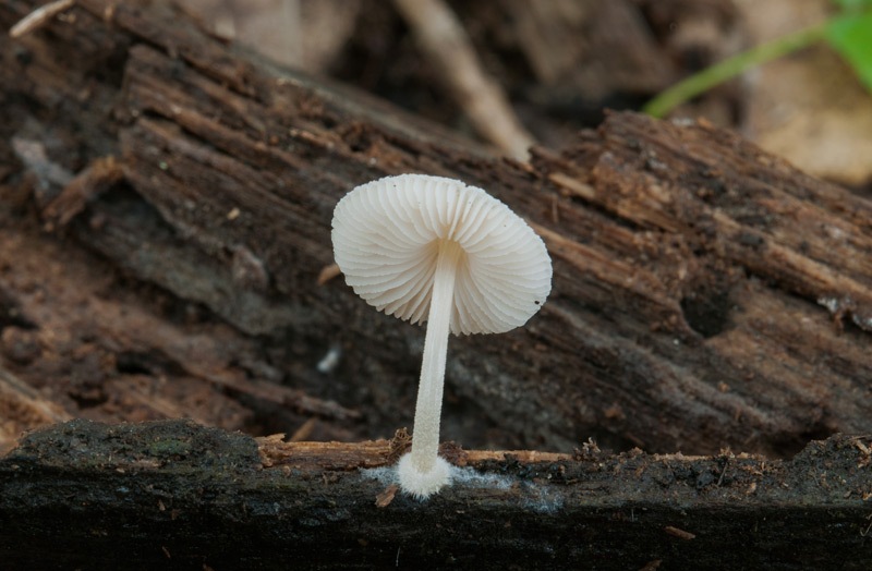 Pluteus-semibulbosus-4766_2023.jpg