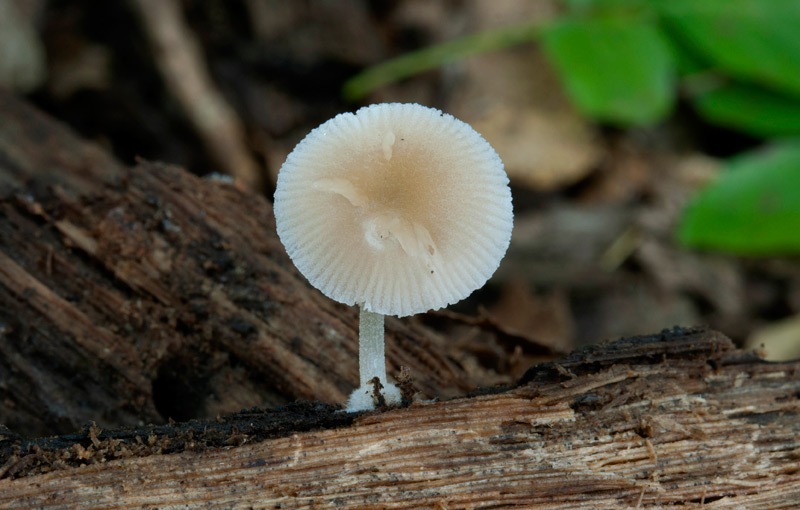 Pluteus-semibulbosus-4774_77_2023.jpg