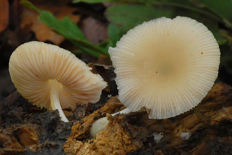 Pluteus-semibulbosus-A-03-4.jpg