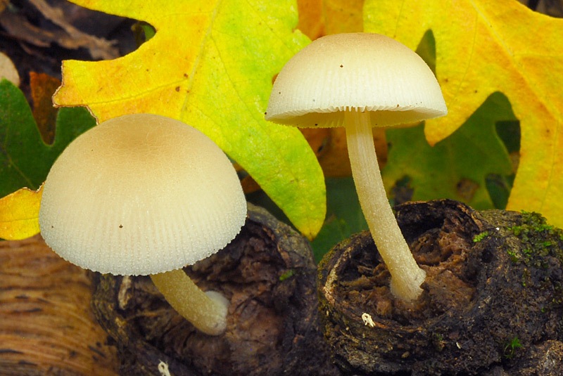 Pluteus-semibulbosus-B-01-2.jpg