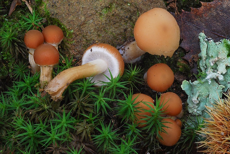 Psathyrella-piluliformis-01.jpg