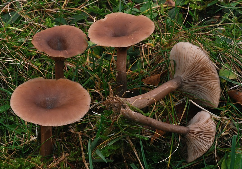 Pseudoclitocybe-cyathiformis-06-8.jpg