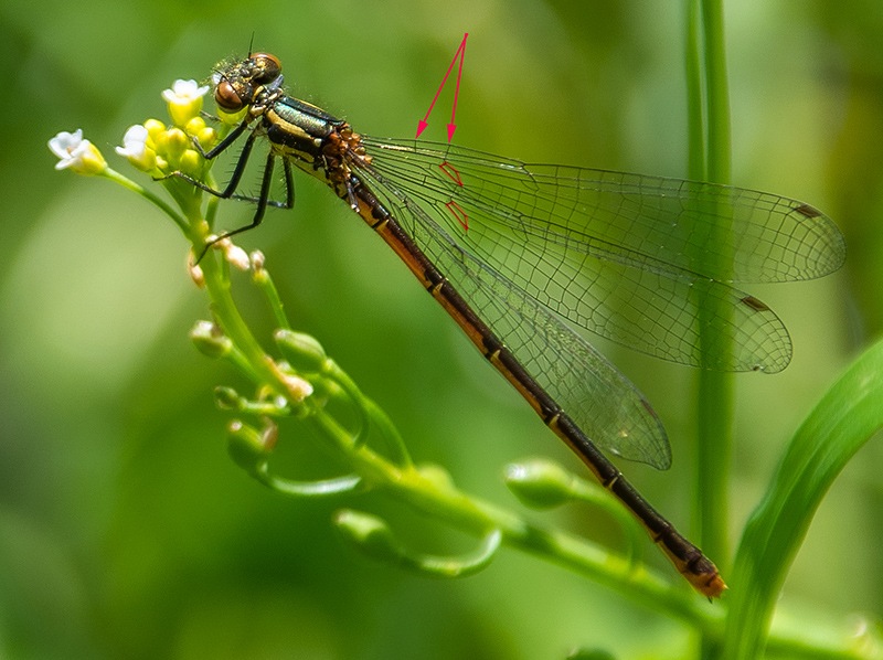 Pyrrhosoma-nymphula_-femmina_-forma-melanota-(5).jpg.7a43665645b75c65f17a1f8fa5766884.jpg