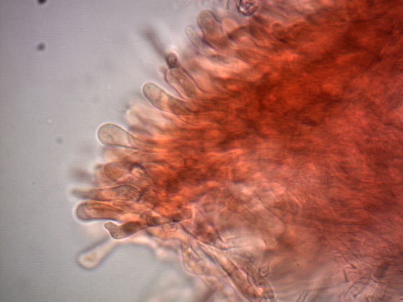 Rhodonia-placenta-cistidioli-1_1000x.jpg
