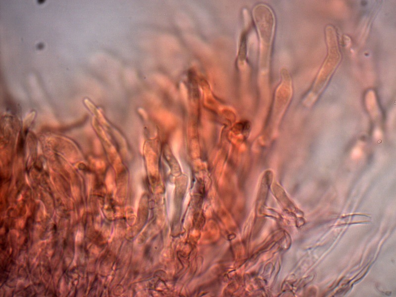 Rhodonia-placenta-cistidioli-gaf-6_1000x.jpg