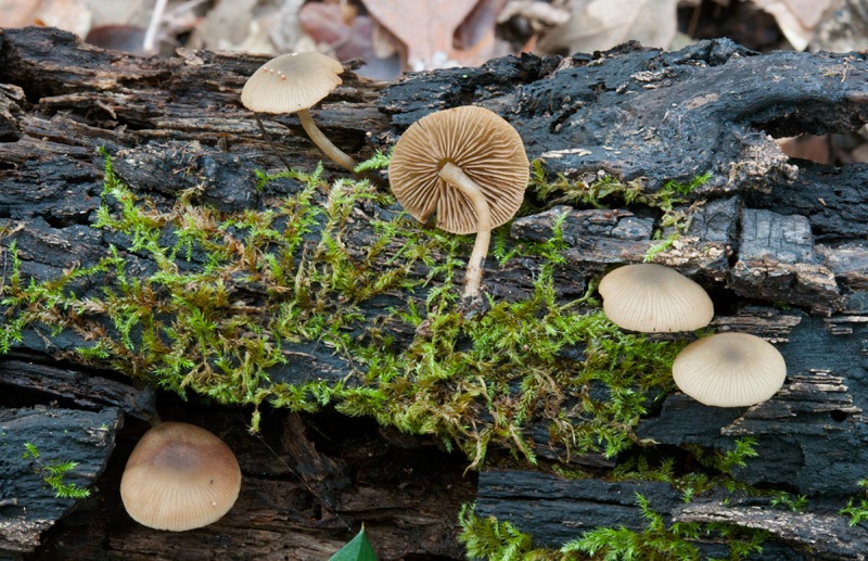 Simocybe-centunculus-4823_26_2023.jpg