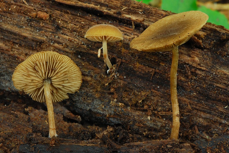 Simocybe-centunculus-A-05b.jpg