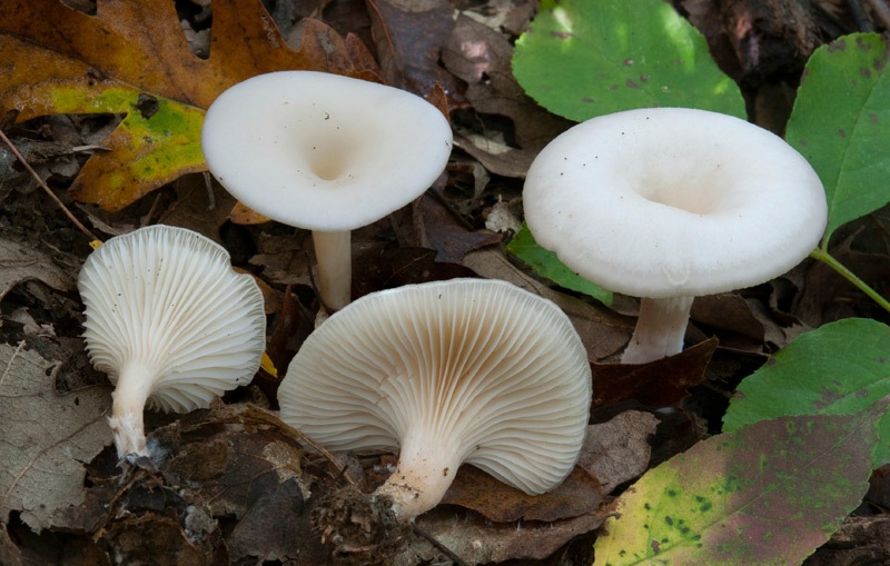 Singerocybe-phaeophthalma-4735_40_2023.jpg