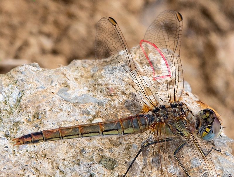 Sympetrum-fonscolombii_-femmina-(16).jpg.3ec793dfd3ceba29470d6db4862f7433.jpg