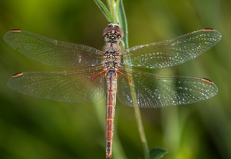 Sympetrum-fonscolombii_-femmina-(2).jpg.39df80597c65c1cd582acc8a2dc781ea.jpg