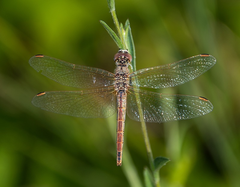 Sympetrum-fonscolombii_-femmina-(2).jpg.c65b254199378271de291fad734f1e4a.jpg