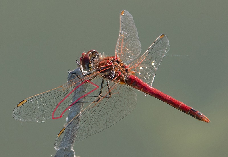 Sympetrum-fonscolombii_-maschio-(3).jpg.9642781de568da75e7e91b8f368e8eb2.jpg