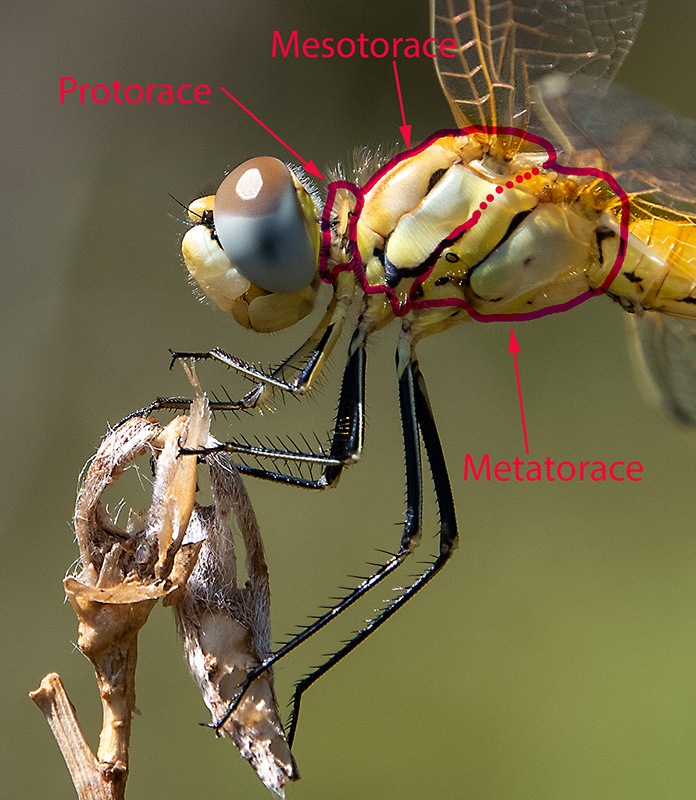 Sympetrum-fonscolombii_-maschio-immat-(2)---Copia.jpg.02b6ad6a4fc9bc6ef45c60d84418d22f.jpg