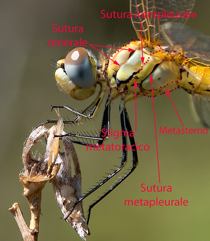 Sympetrum-fonscolombii_-maschio-immat-(3)---Copia.jpg.39fe47f436a3343abff05ebcc344347b.jpg