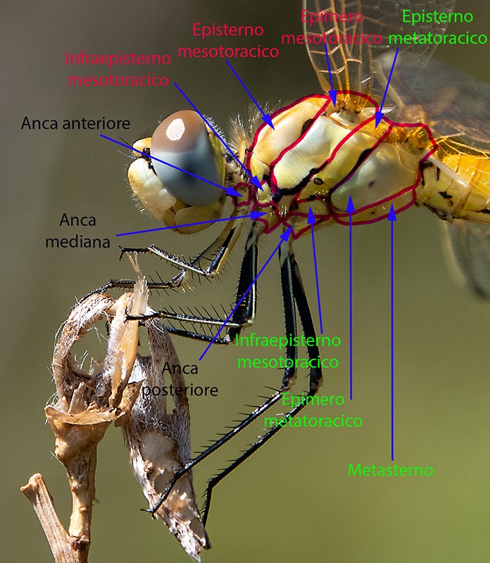 Sympetrum-fonscolombii_-maschio-immat-(4)---Copia.jpg.5e3ee6de8604b76fa626237f7982688f.jpg