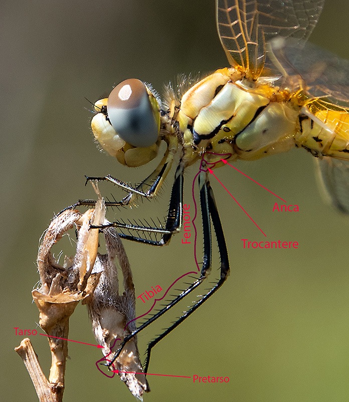 Sympetrum-fonscolombii_-maschio-immat-(6)---Copia.jpg.d3585c2d777971152f386aab3ddec9b7.jpg