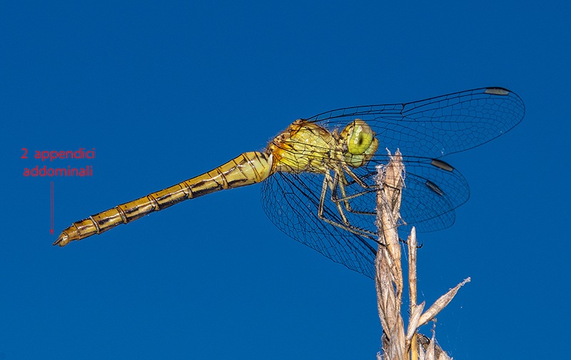 Sympetrum-meridionale_-femmina-immatura-(31).jpg.5bf9d3c07bbbd63cb0c964675ba5a2b2.jpg