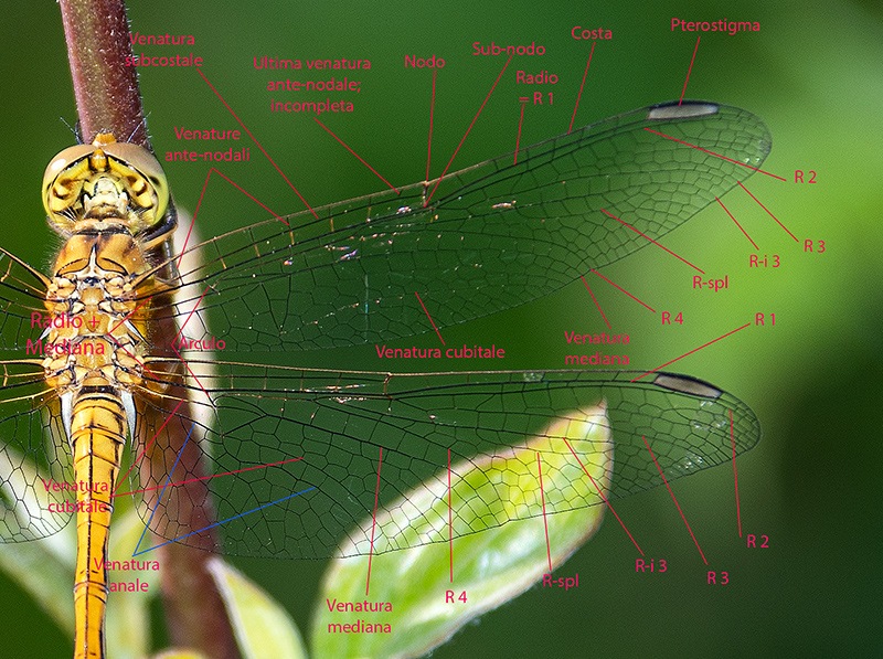 Sympetrum-meridionale_-femmina-immatura-_MESSA.jpg.01e554bf2abb9eaebd8cb88455860a0a.jpg