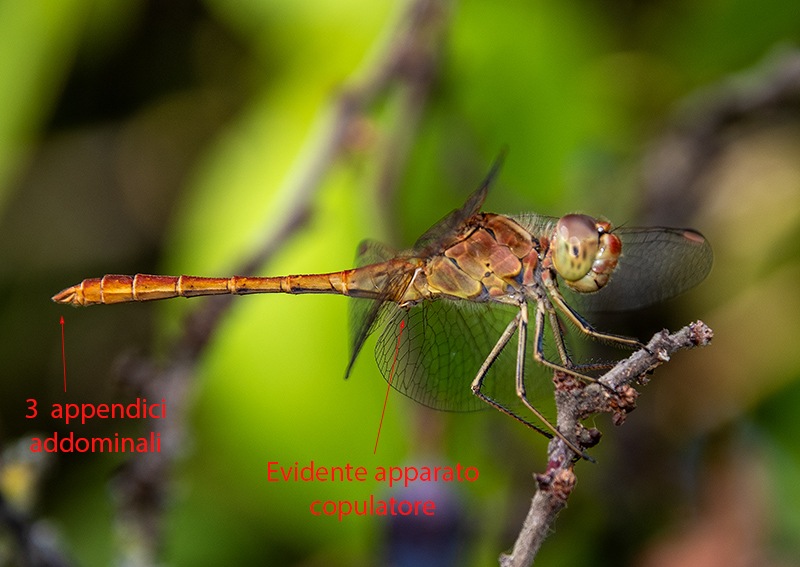 Sympetrum-meridionale_-maschio-(48).jpg.2025a601e780287ef4da870449121d58.jpg