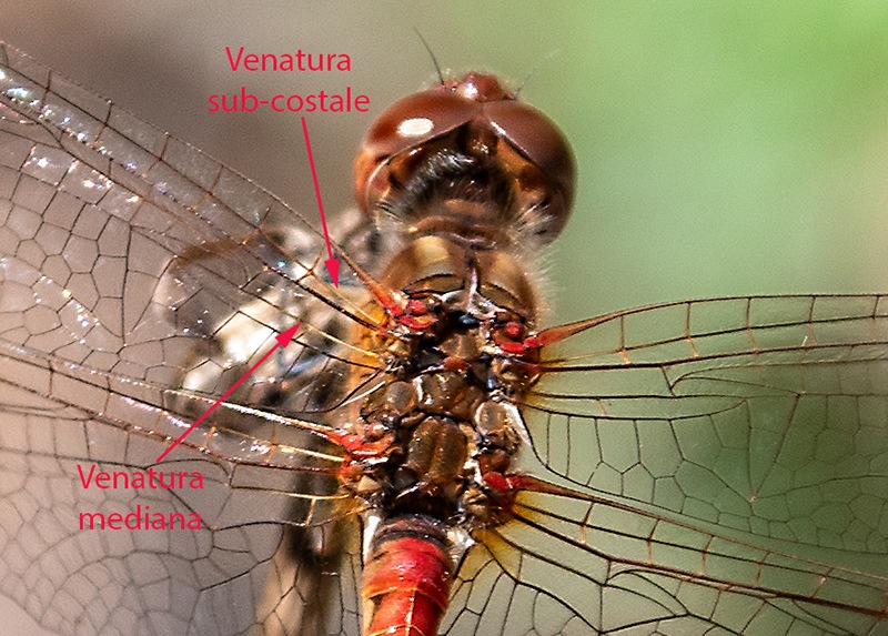 Sympetrum-meridionale_-maschio-(56).jpg.ad7216bdf259ba3c44c12af15ba27250.jpg