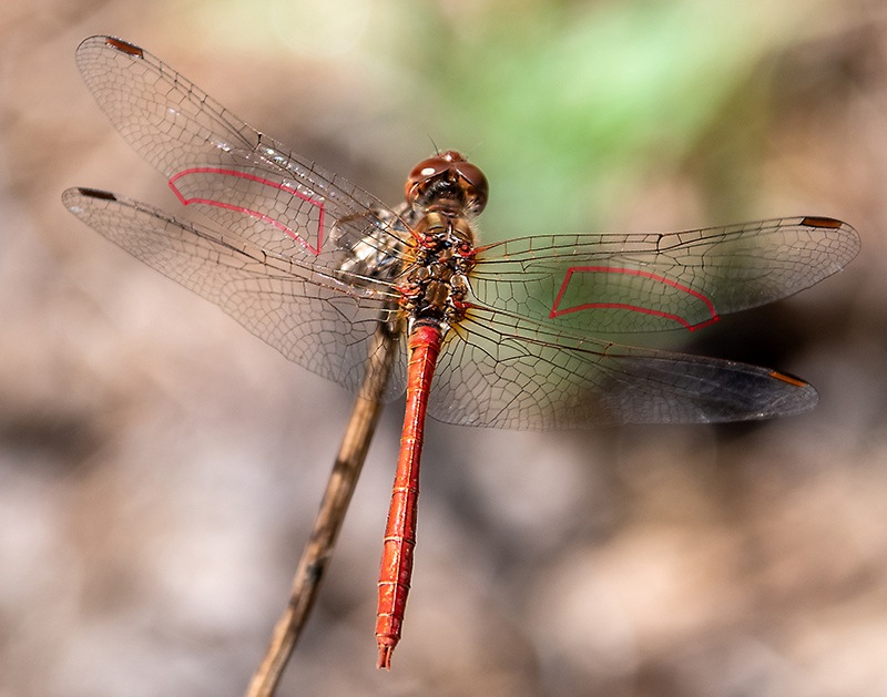 Sympetrum-meridionale_-maschio-(56).jpg.ba73c691387b16227dc2a7ecf1aa21cb.jpg