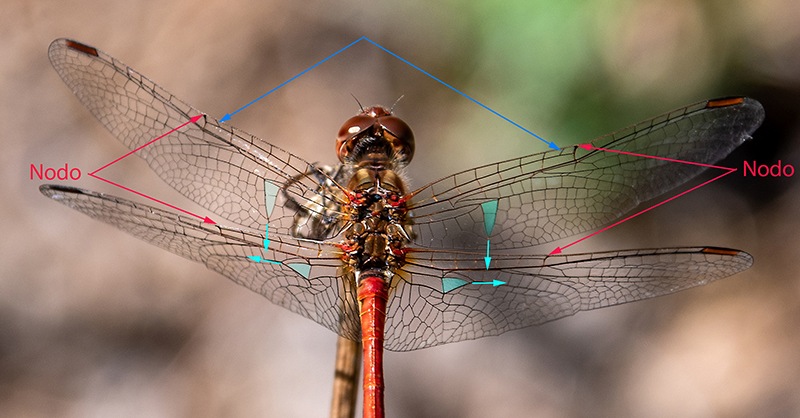 Sympetrum-meridionale_-maschio-(57).jpg.c1c5a6919c14df702d7c14fab1a36c58.jpg