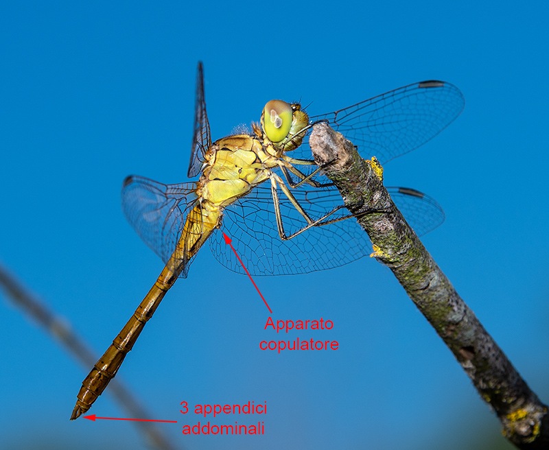 Sympetrum-meridionale_-maschio-immaturo-(22).jpg.b82319dde6784ef71ca5a9c17c97a677.jpg