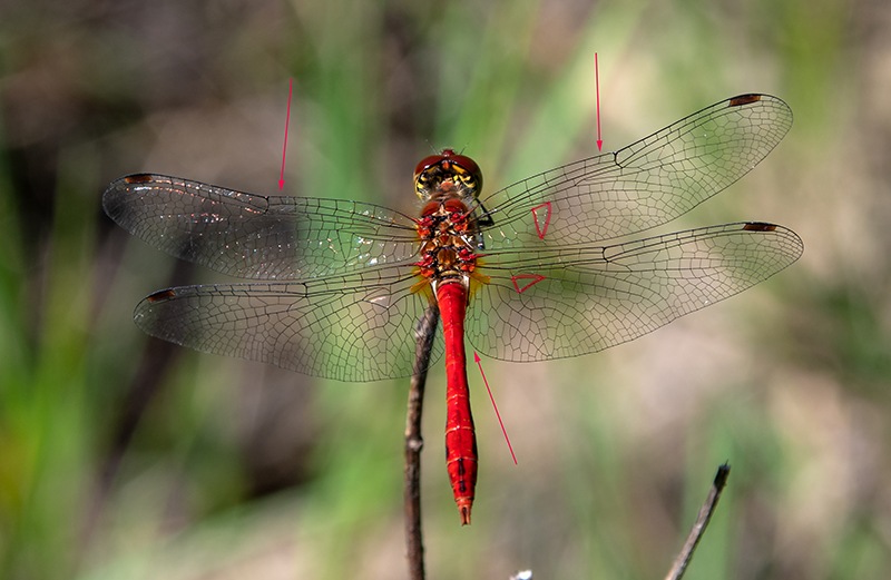 Sympetrum-sanguineum_-maschio-(28).jpg.38335aa595fa83efdca4c88d6d97c02a.jpg