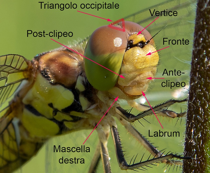 Sympetrum-striolatum_-femmina-immatura-(31).jpg.f88d606ce72319924afc1111b08f5fd4.jpg