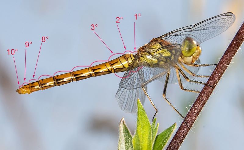 Sympetrum-striolatum_-femmina-immatura-(33).jpg.d0688999c3ff89f6166ec8f4cc9fb885.jpg