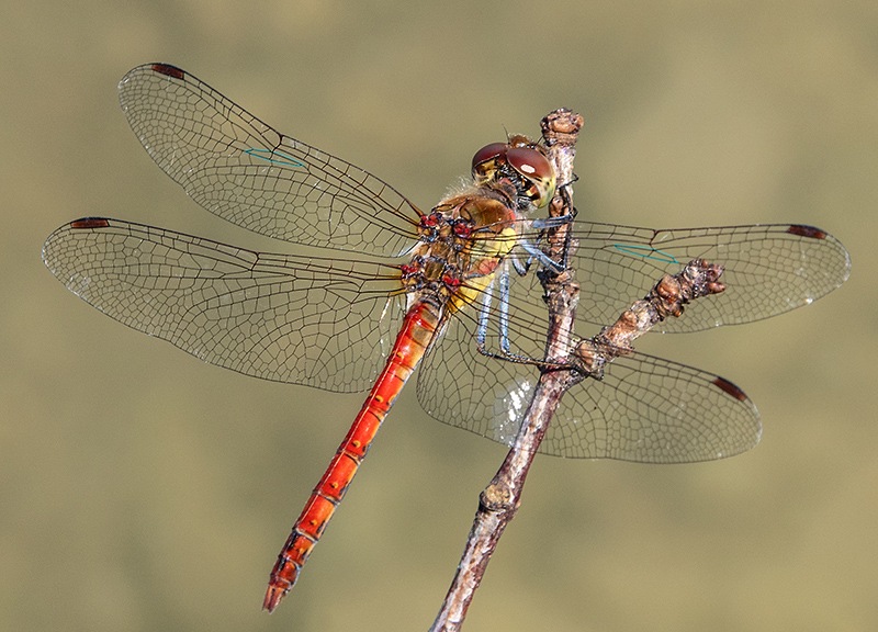 Sympetrum-striolatum_-maschio-(106).jpg.e5e2935c3d752a7d1a7ae02ad5a8e579.jpg