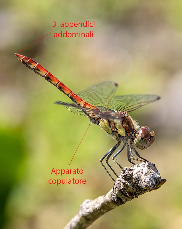 Sympetrum-striolatum_-maschio-(124).jpg.ac466b88ca5f2f8d9c705c9b7fd03ee4.jpg