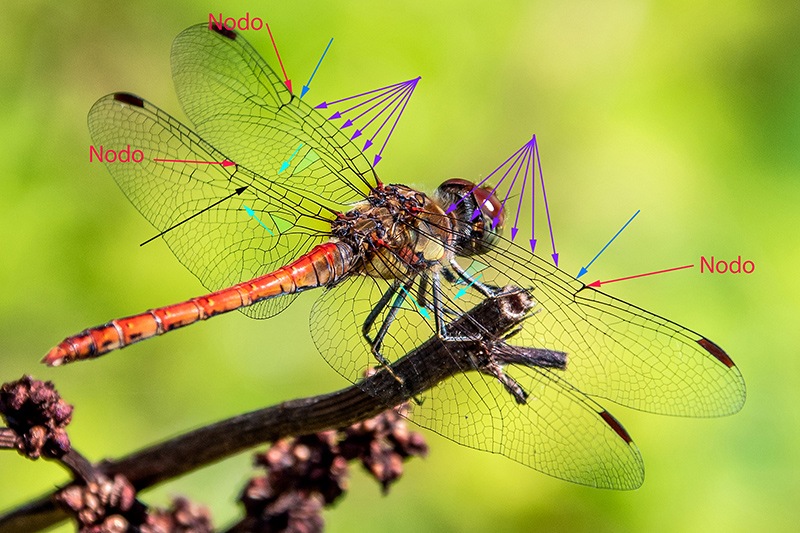 Sympetrum-striolatum_-maschio-(151).jpg.d192f871ec06e72a4fc60990cfe2e028.jpg