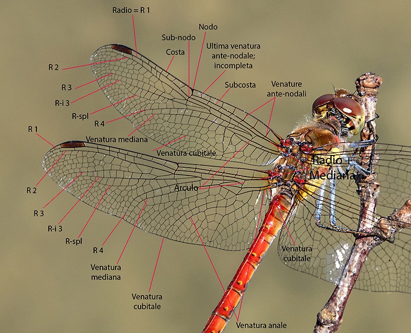 Sympetrum-striolatum_-maschio-MESSA.jpg.b8d9f0af1beae5bf3fa04953366ccf1c.jpg