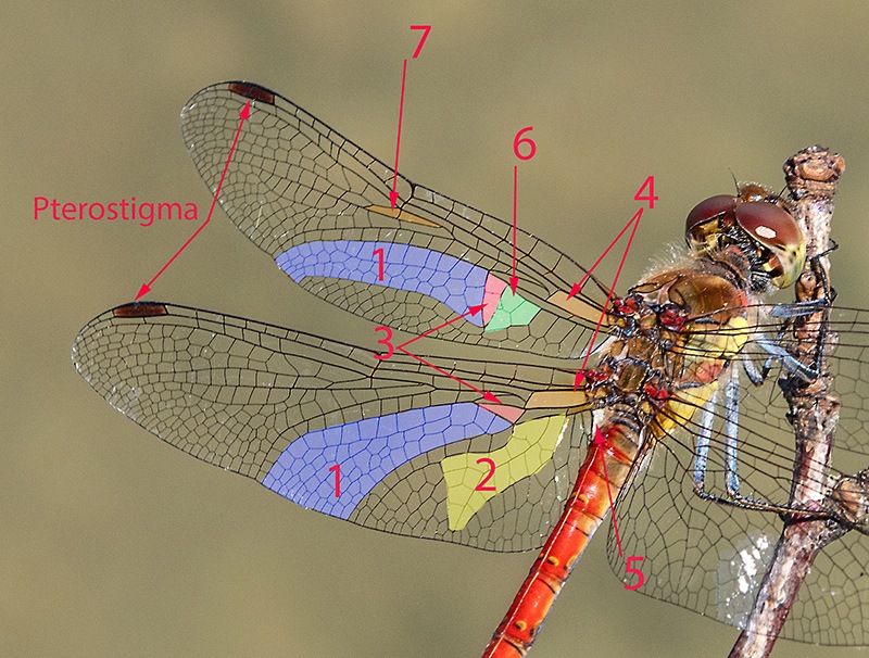 Sympetrum-striolatum_-maschio-MESSA.jpg.f4512e7e5f93bd66fb517567cd8db97e.jpg