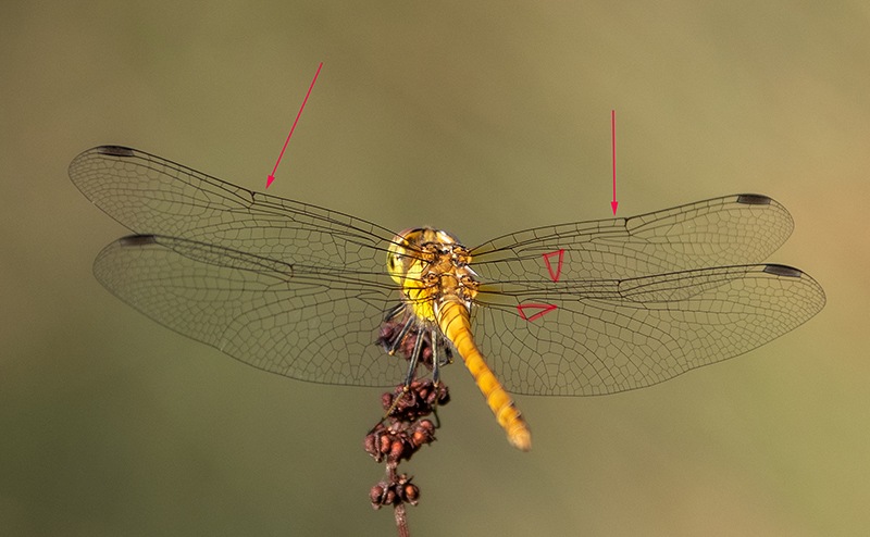 Sympetrum-striolatum_-maschio-immaturo-(16).jpg.5a8f991506115ecbf2df9bd569c1ac4b.jpg