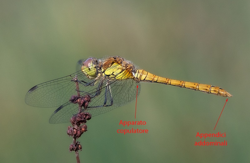 Sympetrum-striolatum_-maschio-immaturo-(17).jpg.78ef28ed0cf9ca6a19d15f2bc19f9108.jpg