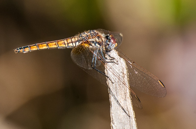 Trithemis-annulata_-femmina-(21).jpg.a8ed1ef5efa609661743fd385a4f9ec6.jpg