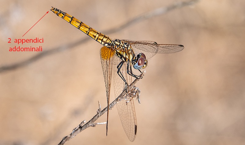 Trithemis-annulata_-femmina-(33).jpg.592db1ae3b1270ddef351f6fbe66583f.jpg